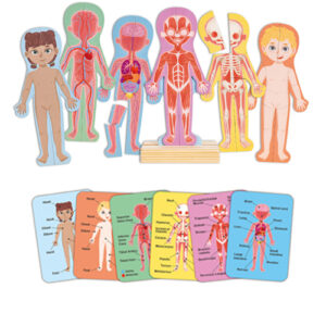 Human Body Magnetic Puzzle (68pcs)