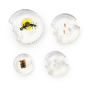 See-Thru Life Cycle Bee Puzzle