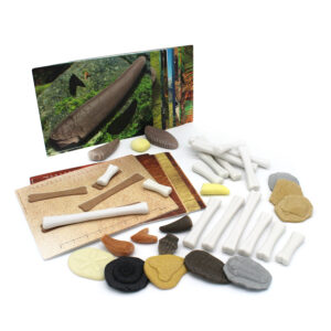 Prehistoric Stone Discovery Set (64pcs)